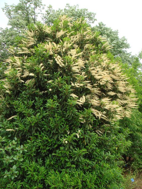 Prunus lusitanica 'Angustifolia' P1D